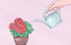 Все об уходе за бегонией в домашних условиях, советы по выращиванию цветка
