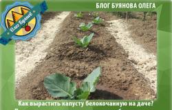 Как вырастить капусту белокочанную на даче Состояние почвы света и время окучивания капусты!