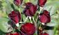 Чайно-гибридные розы: фото, посадка, уход и особенности выращивания