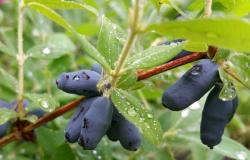 Размножение плодовой жимолость от куста: 4 вегетативных способа