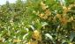 Растение Османтус: фото, виды, выращивание, посадка и уход в открытом грунте
