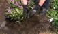 Выращиваем рододендрон: размножение черенками, уход за саженцами