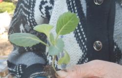 Fechas para plantar repollo (para plántulas y en campo abierto)