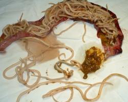 Lombrices intestinales: parásitos de animales y humanos.