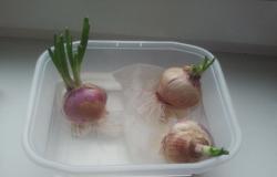 La cebolla se pone en el alféizar de la ventana - Cultivar cebollas en casa.