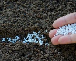 Fertilización nitrogenada de las plantas: ¿cuándo usar y cómo?