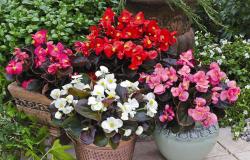 Begonia de interior: cuidados en el hogar, foto de flores.