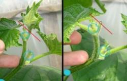 Cómo pellizcar pepinos en un invernadero paso a paso: 30 ejemplos fotográficos