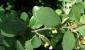 Sadnja i njega običnog cotoneastera Ukrasno grmlje cotoneastera