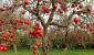 Plantar correctamente un manzano en primavera: plazos y reglas para plantar plántulas