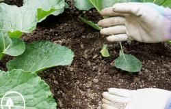 ¿Cuándo plantar plántulas de repollo en campo abierto y cómo hacerlo correctamente?