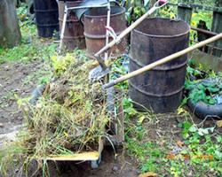 Calabaza: características de cultivo y cuidado Cómo cultivar una calabaza en el campo en bolsas.