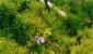 Rumelijski bor Sadnja na osunčanim mestima sa svežom, plodnom, vlažnom zemljom
