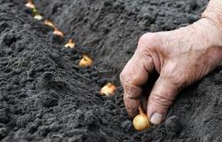 Plantar conjuntos de cebollas en primavera: época de siembra y tecnología de cultivo.