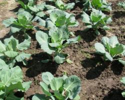 Características de plantar y cultivar hortalizas en campo abierto.