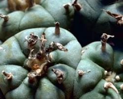 Пейот (Peyote: Lophophora williamsii): фармакология магии Влияние плода растения на сознание