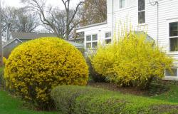 Arbustos ornamentales para el jardín: lista y características de crecimiento.