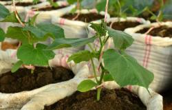 8 mejores formas de plantar pepinos
