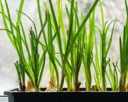 Vitaminas verdes durante todo el año: aprender a cuidar adecuadamente un huerto casero de cebollas verdes