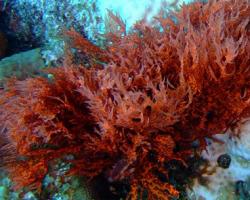 Porfirio: ¿qué es?  Tipos de pórfido.  Algas rojas: datos y hechos interesantes Algas multicelulares pórfido