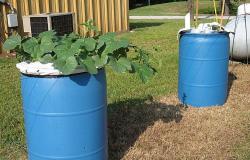 Cómo cultivar pepinos en barriles: plantar, cuidar, cosechar.