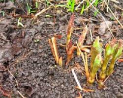 Cultivo, cuidado y propagación de clemátides en el país Cuándo pellizcar clemátides.