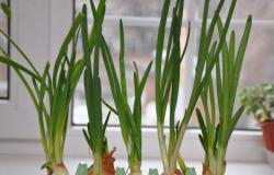 Cómo plantar cebollas en hojas verdes en el alféizar de la ventana: reglas para una buena cosecha