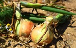 ¿Cómo cultivar bulbos de cebolla grandes?