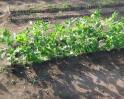 Cuándo y cómo plantar guisantes en campo abierto: plazos, reglas de siembra y cultivo.