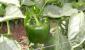 Kako gnojiti paprike tokom plodonošenja