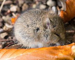 ¿Por qué soñar con 2 ratones?  ¿Por qué sueñan los ratones?  Ratones muertos: represalia y su significado