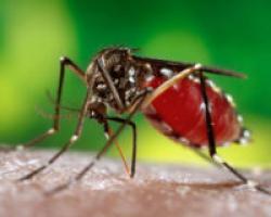 Remedios caseros para evitar que piquen los mosquitos Qué hacer para no ser picado por los mosquitos