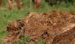 5 vrsta gnojiva koje je najbolje primijeniti u jesen
