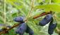 Reproducción de madreselva de frutos de un arbusto: 4 métodos vegetativos.