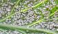 Plagas de pepino y cómo deshacerse de ellas Hojas de pepino comidas por pequeños insectos qué hacer