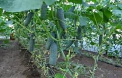 ¿Qué variedades de pepinos es mejor plantar en invernadero?