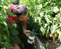 Luchar contra el tizón tardío del tomate mediante métodos tradicionales
