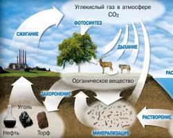 Общие представления о круговороте углерода Круговорот со2 в природе