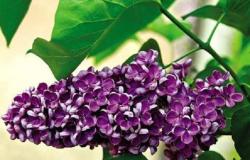 10 arbustos ornamentales con flores más populares para el jardín